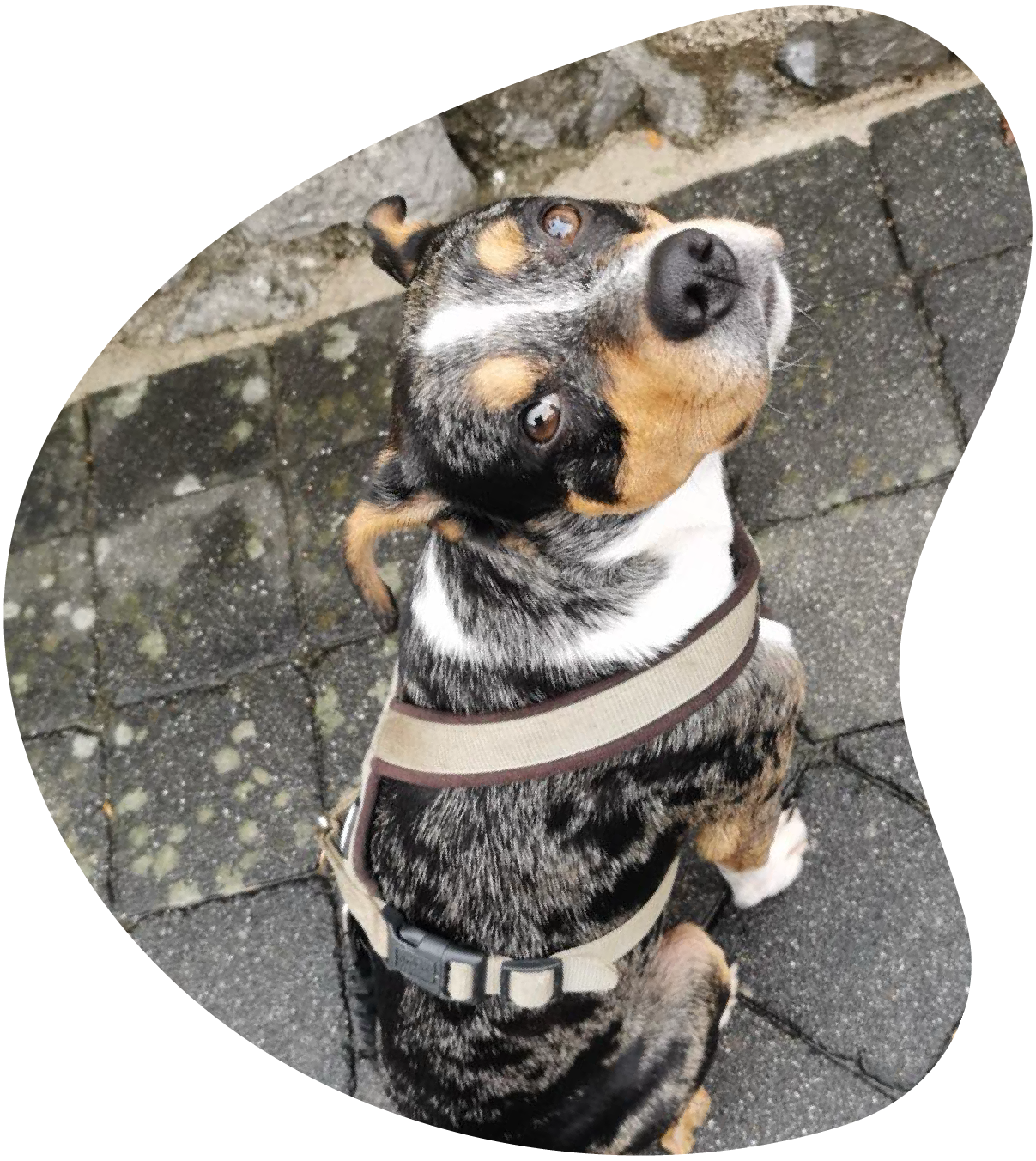 hund-sitzend